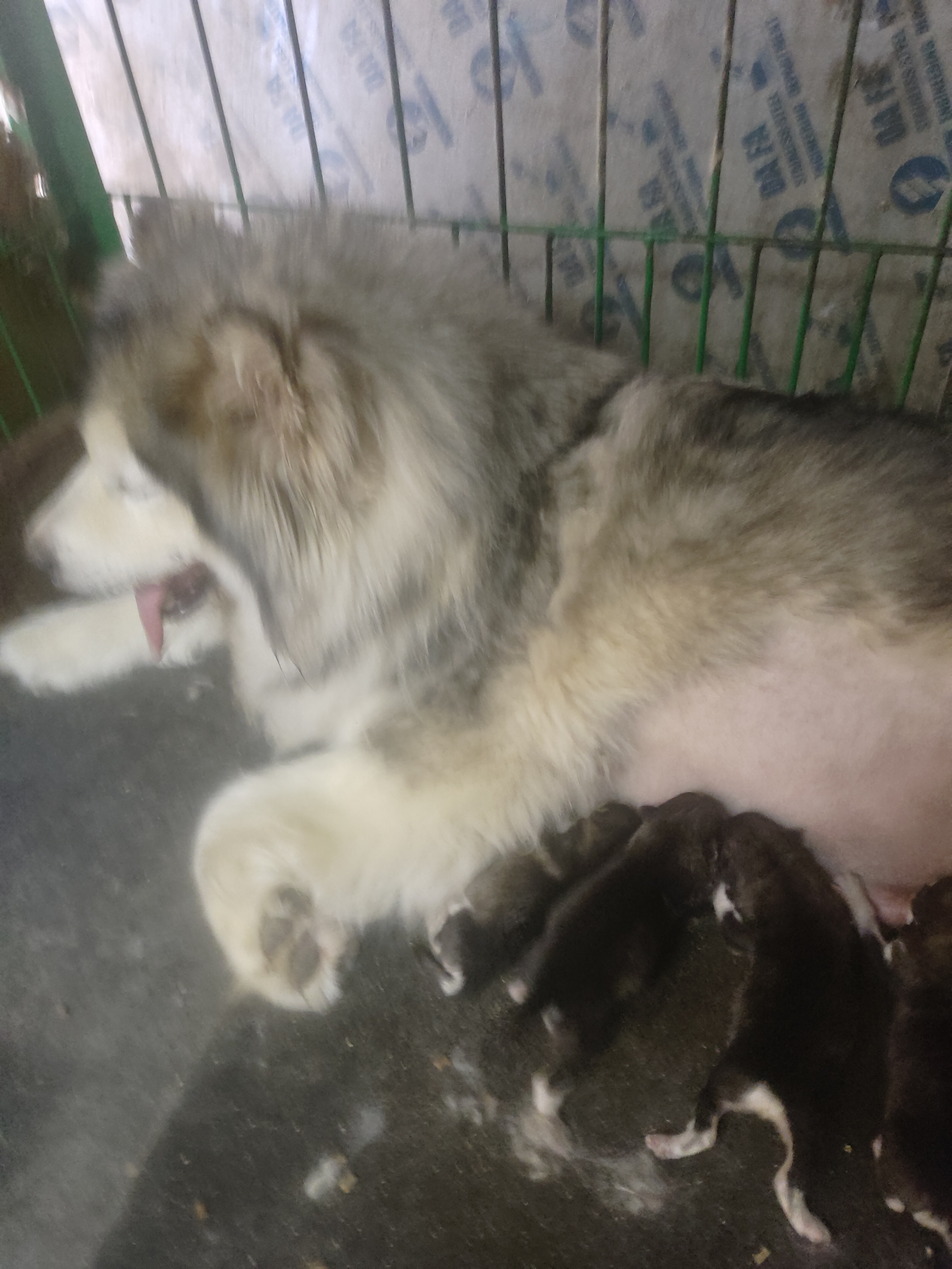 灰桃阿拉斯加幼犬